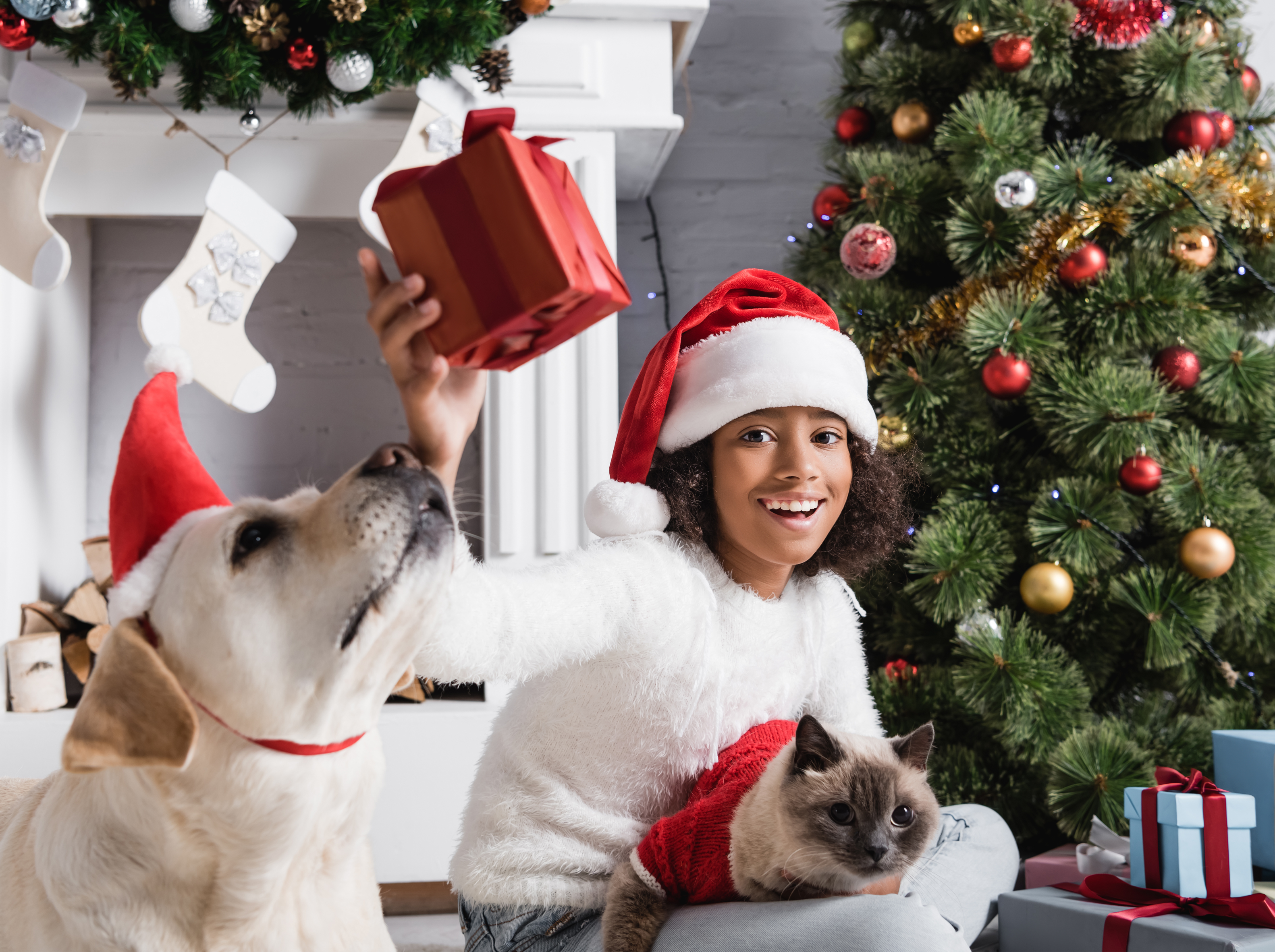 Christmas gifts for pets